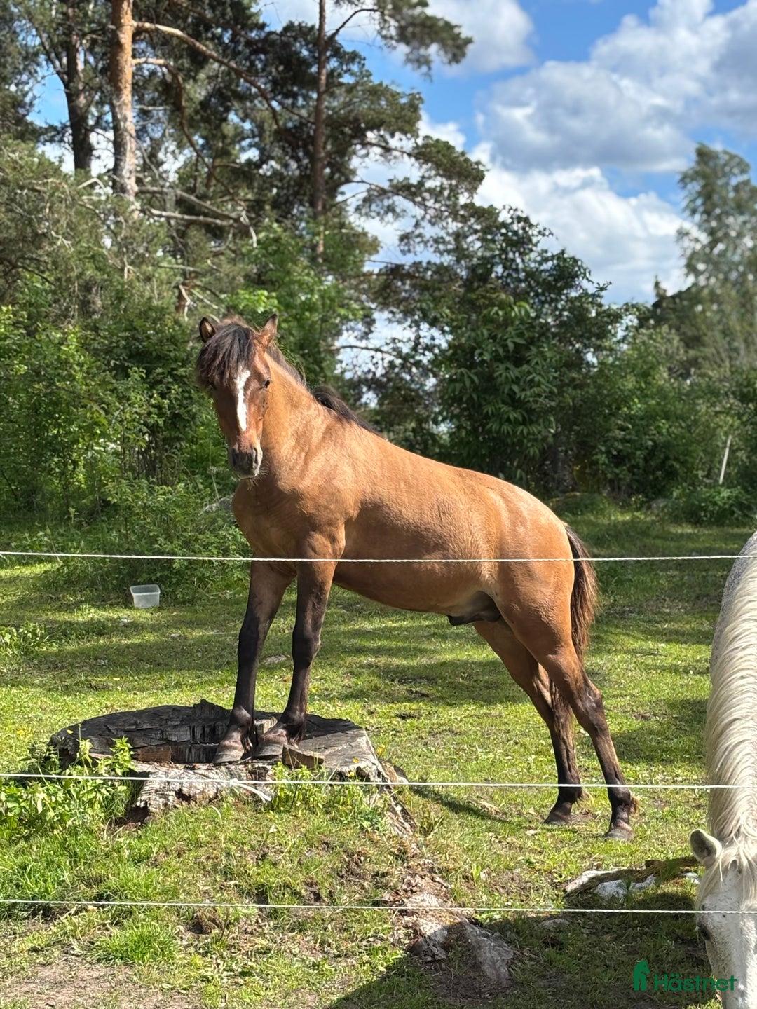 Hoppning hästar till salu: Lovande , charmig ponny i Köping - Bild 4
