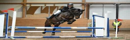 Hoppning hästar till salu: D-ponny med driv i Sigtuna - Annons 1
