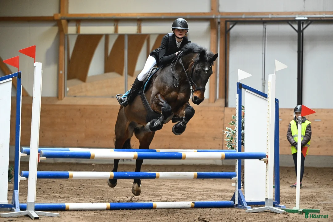 Hoppning hästar till salu: D-ponny med driv i Sigtuna - Annons 1
