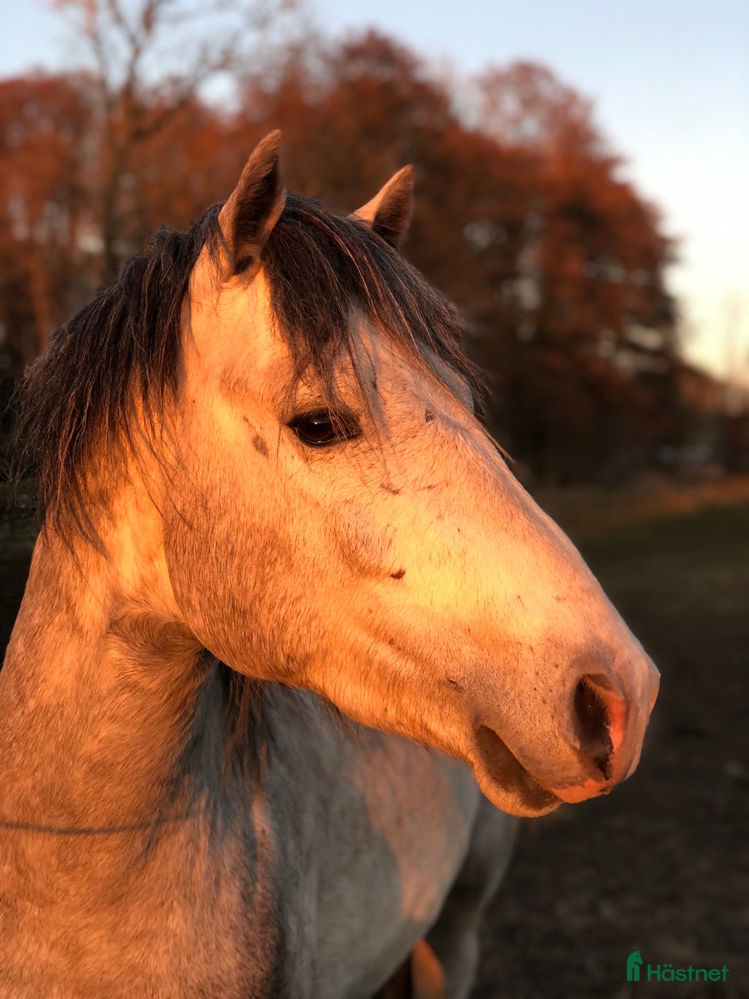 Allround hästar till salu: Lovande 3-åring i Förslöv - Annons 4