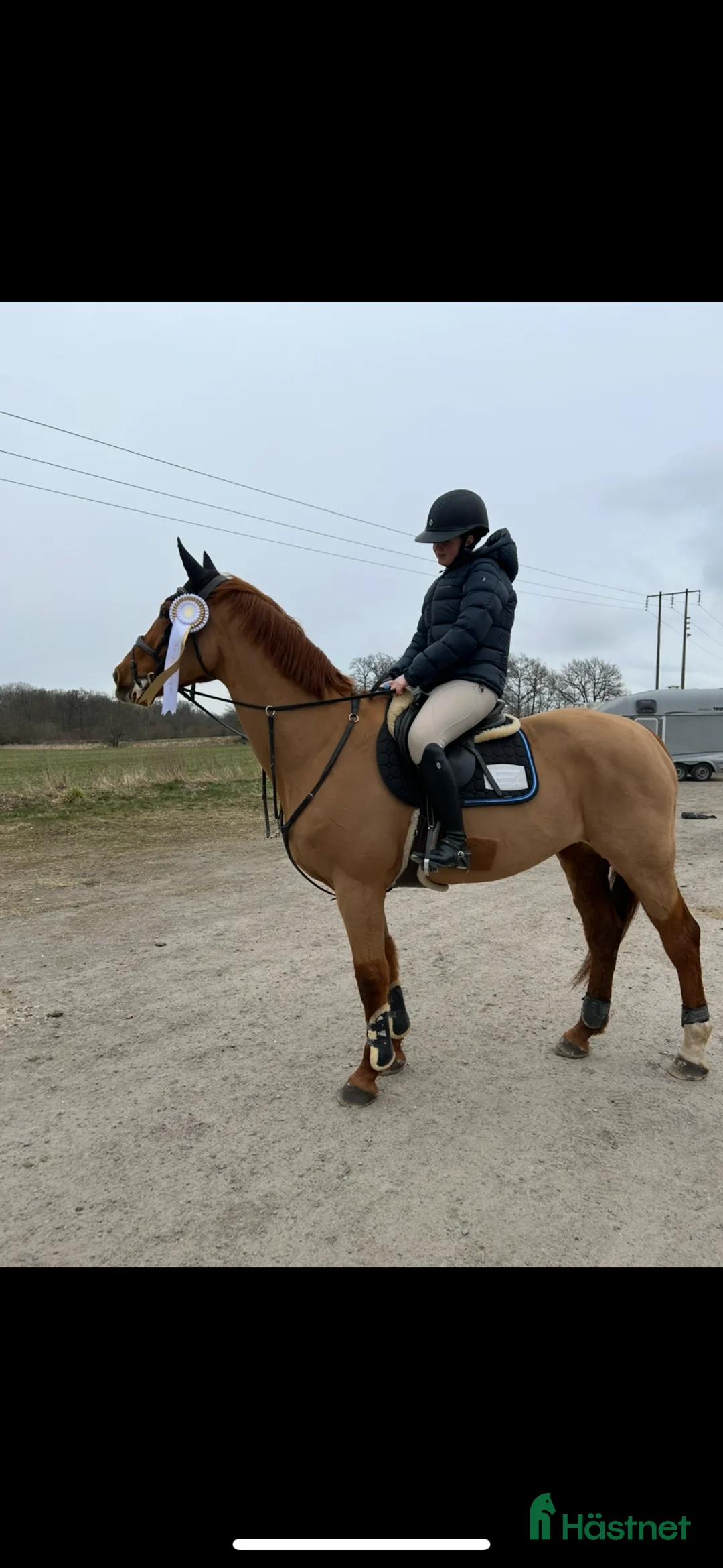 Allround hästar till salu: Fräsch läromästare och bästa vän  i Bergkvara - Annons 4