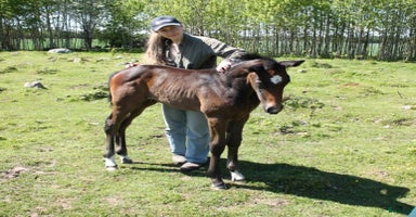  hästar i Klockrike - Annons 7