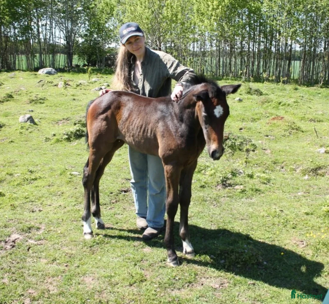 Hoppning hästar till salu: Socialt stoföl e. A magic twist - Annons 2
