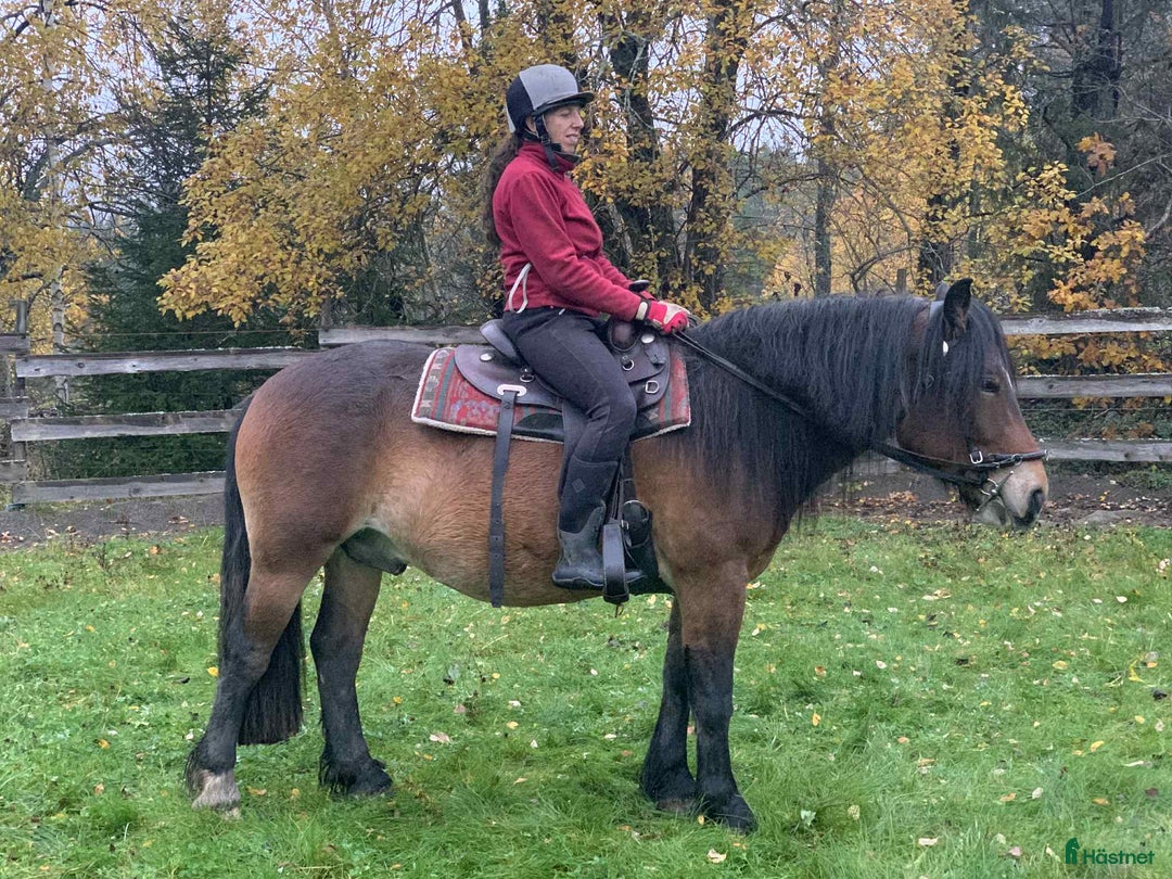 Allround hästar till salu: Nordsvensk valack i Rimbo - Annons 2