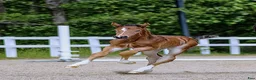 Hoppning hästar till salu: Blivande hoppstjärna - Annons 3