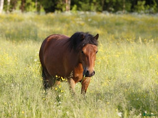 hästar Ridet russto i Borlänge - Annons 5