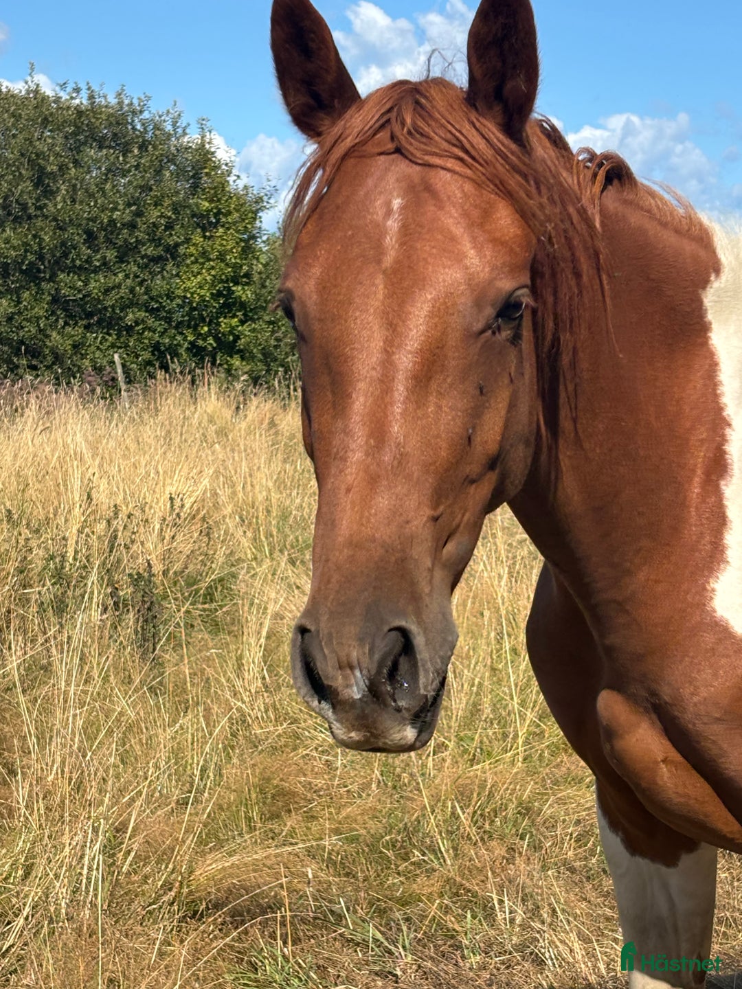 Allround hästar till salu: Trevlig allround häst  i Smedstorp - Annons 2
