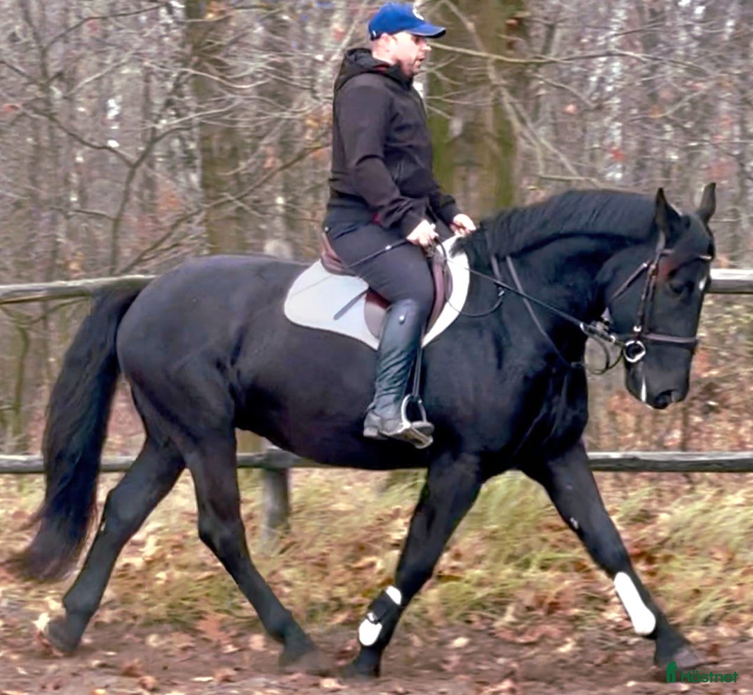 Allround hästar till salu: Bombproof allrounder for Christmas i Örsundsbro - Annons 3