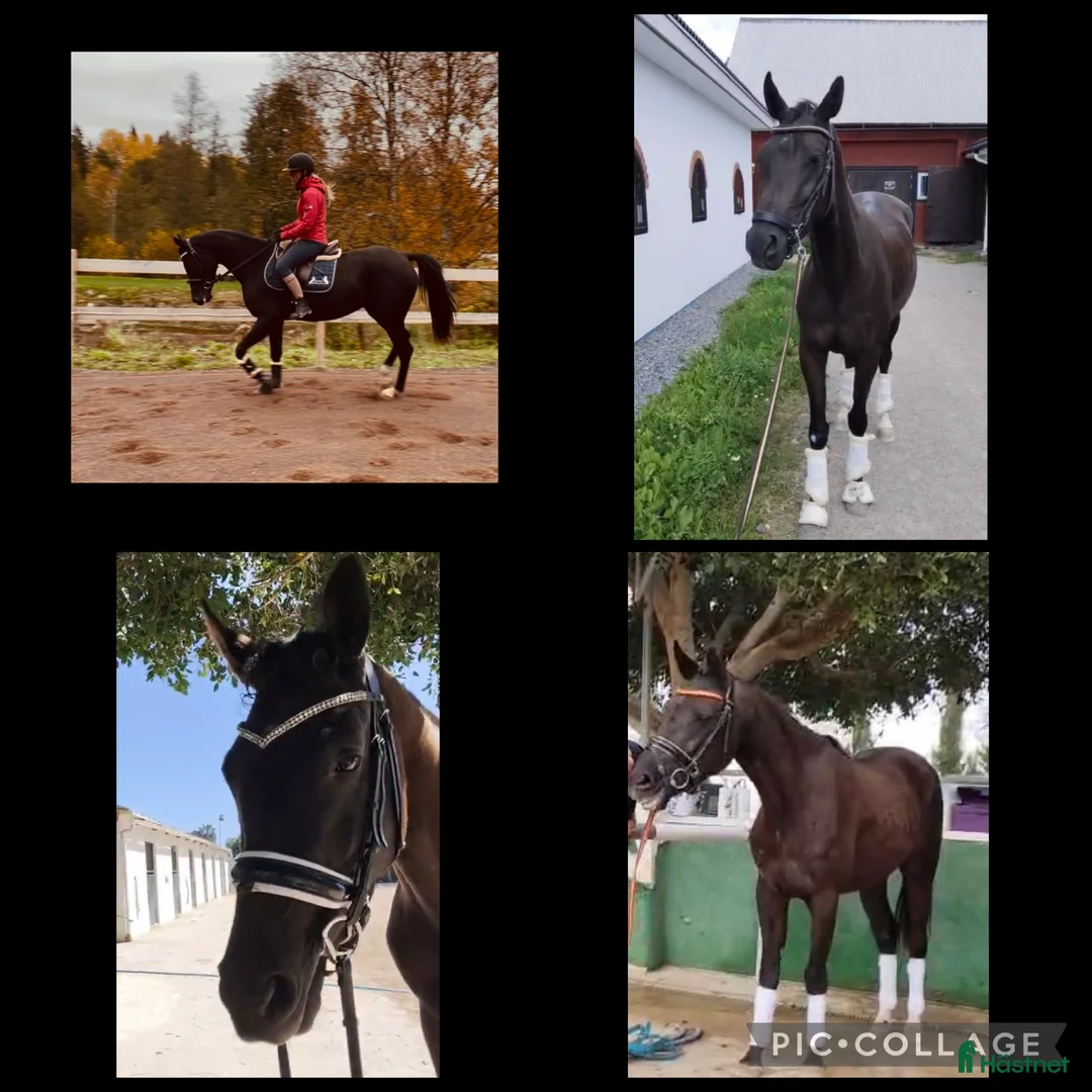 Akademiskt hästar till salu: Vackraste pre korsningen  - Annons 3