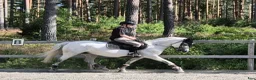 Hoppning hästar till salu: D-Ponny med kapacitet som bär upp längre ryttare  - Annons 9