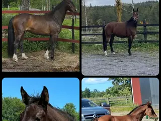 hästar Unghästar i olika åldrar - Annons 11