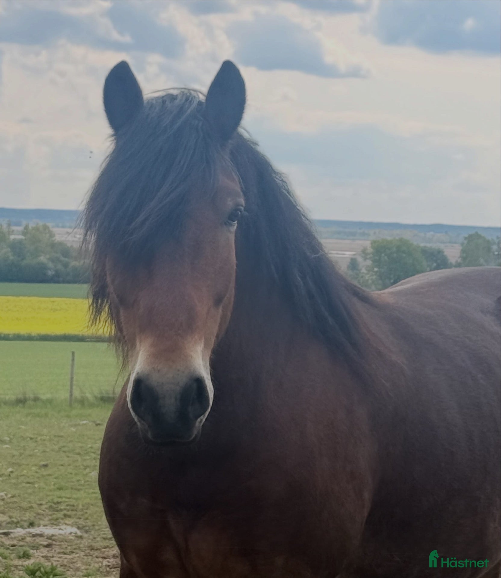  hästar Världens finaste Harry - Annons 2
