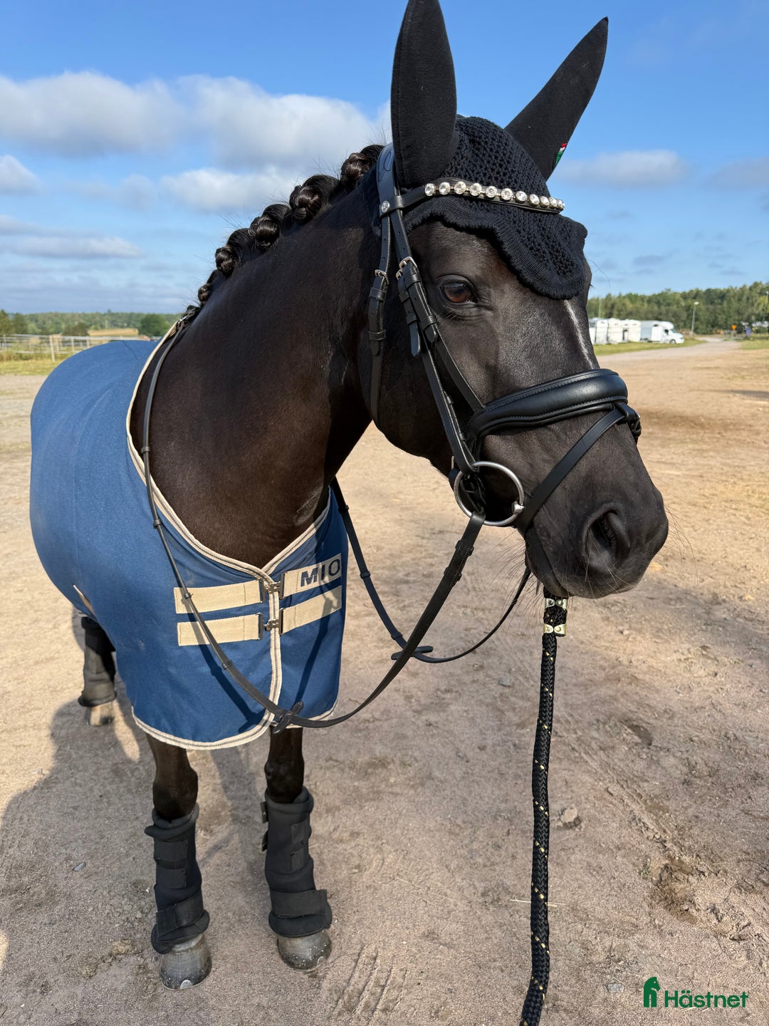 Dressyr hästar till salu: Fantastisk ponny för toppsporten - Annons 2