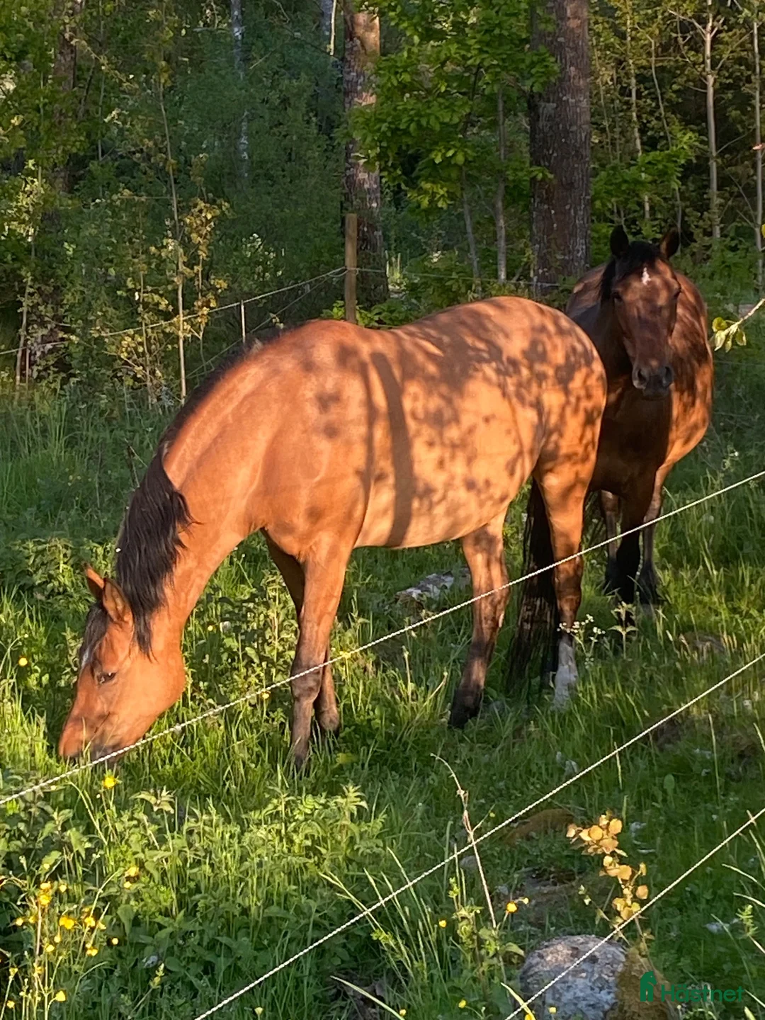  foderhäst finnes: Snällt och mjukt sto i Tranås - Annons 1