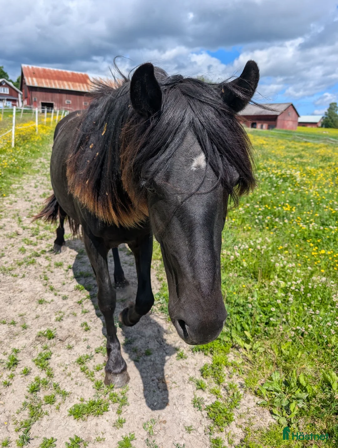 Övrigt hästar till salu: Ödmjukt och nyfiket sto ❤️ - Annons 2