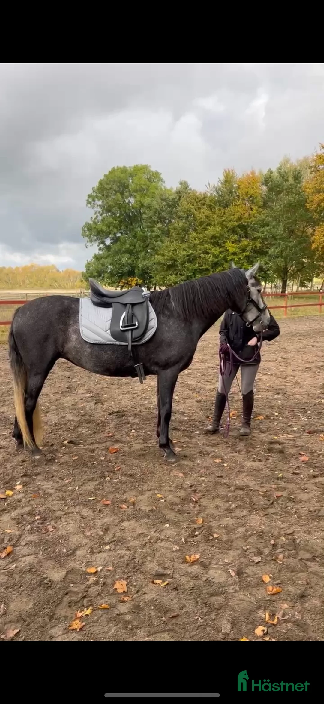 Sadlar hästutrustning till salu: StarTrekk dressyr  i Klågerup - Annons 7