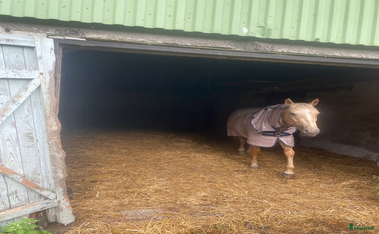  stallplats i Lövestad - Annons 14