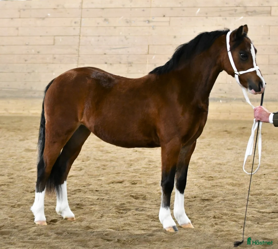 Allround hästar till salu: Welsh Mountainsto, 8 år, trygg, enkel & fin i avel - Annons 7