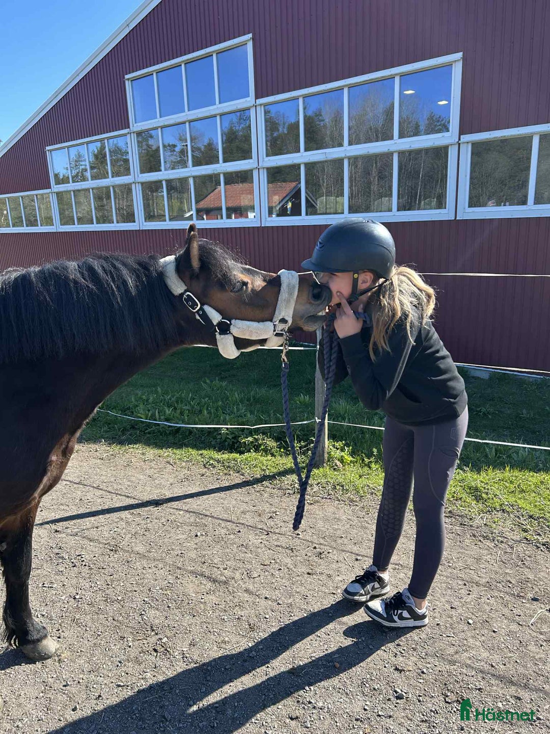  foderhäst finnes: Snäll skogsponny ca 122 cm. i Åkersberga - Annons 4