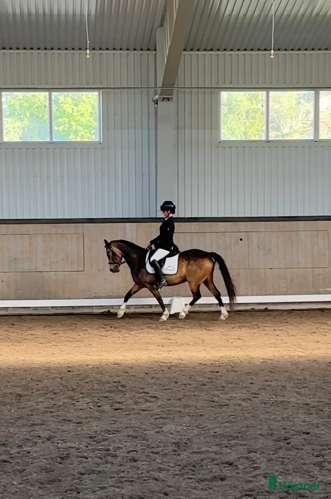 Dressyr hästar till salu: Älskad supersnäll C-ponny söker långvarigt hem - Annons 4