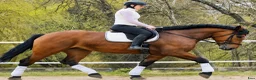 Allround hästar till salu: Magnificent allrounder - unique look - Annons 9