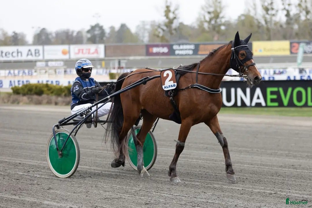 Trav hästar till salu: Starthäst..avel..ridhäst  i Strängnäs - Annons 4
