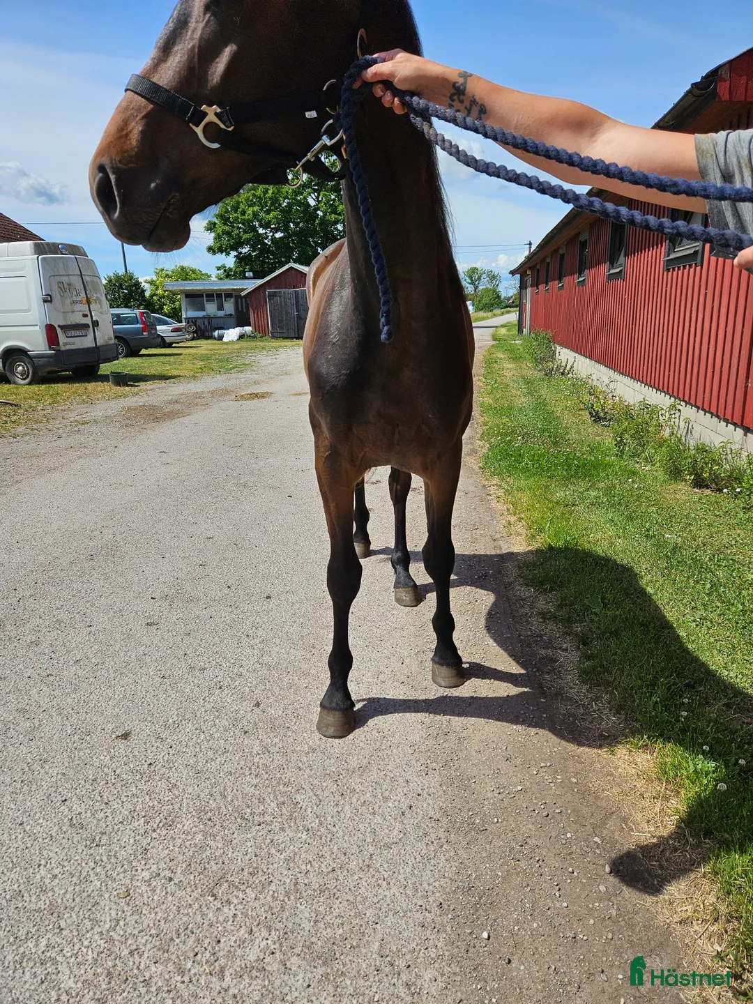 Hoppning hästar till salu: Contant Call i Köpingsvik - Annons 3