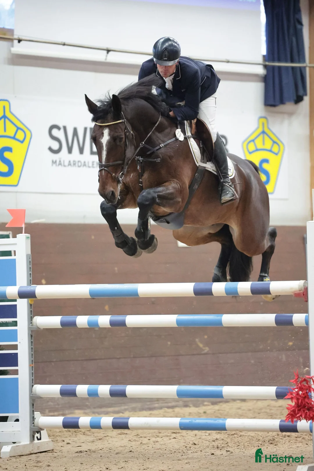 Hoppning hästar till salu: 10-årig ambitiös tävlingshäst i Västerljung - Annons 1