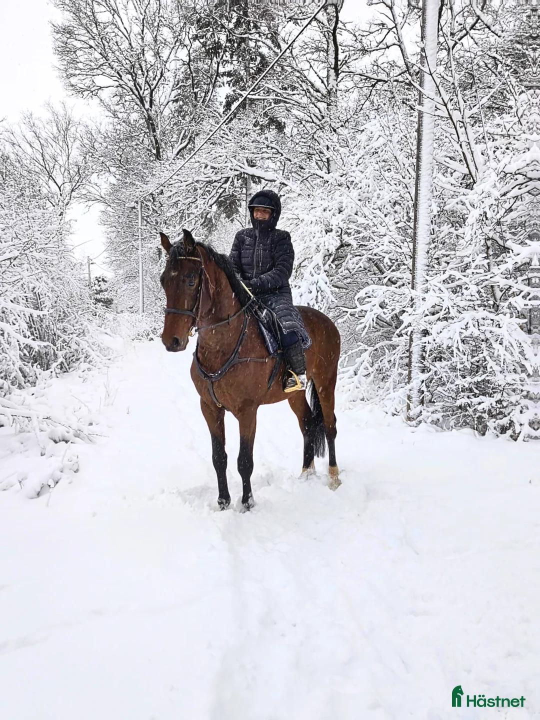 Dressyr hästar till salu: Stjärna för framtiden!  - Annons 5