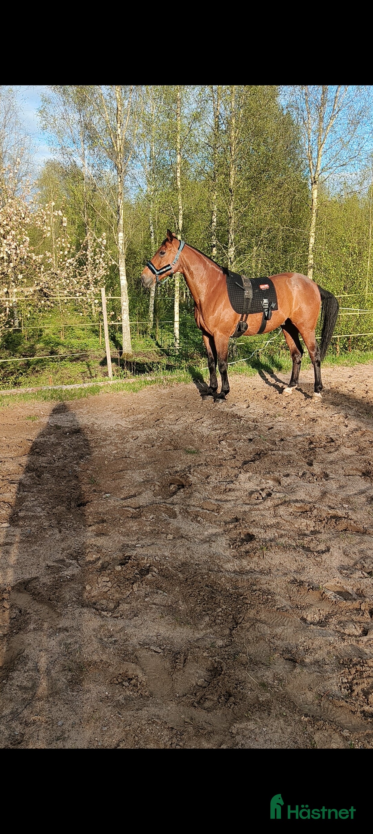  hästar Underbar valack lånas ut på foder för senare köp! - Annons 4