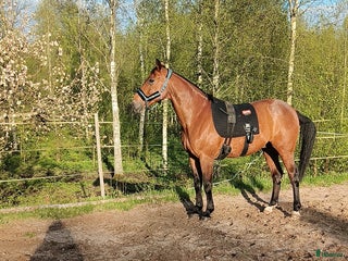 hästar Underbar valack söker föralltid hem i Eneryda - Annons 1