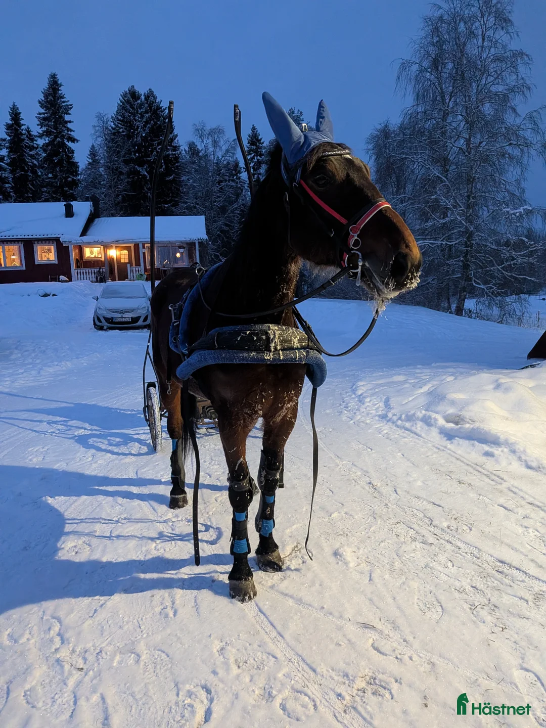 Trav hästar till salu: Musse söker nytt hem i Ånäset - Annons 2