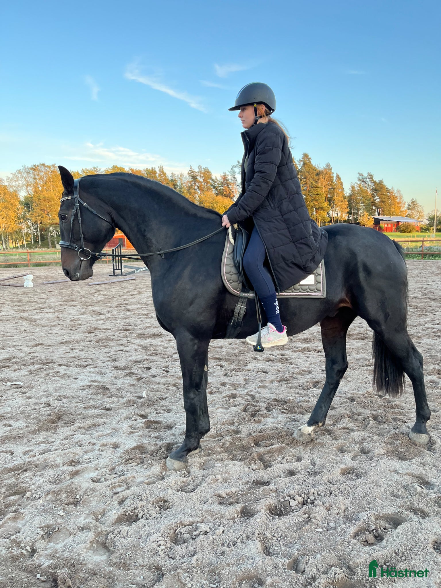  hästar Oslipad diamant - Annons 2