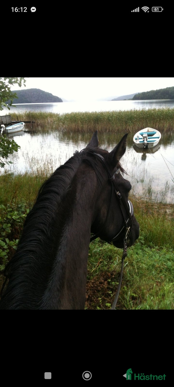  hästar Livsglad Valack till skogen sökes  i Ucklum - Annons 12