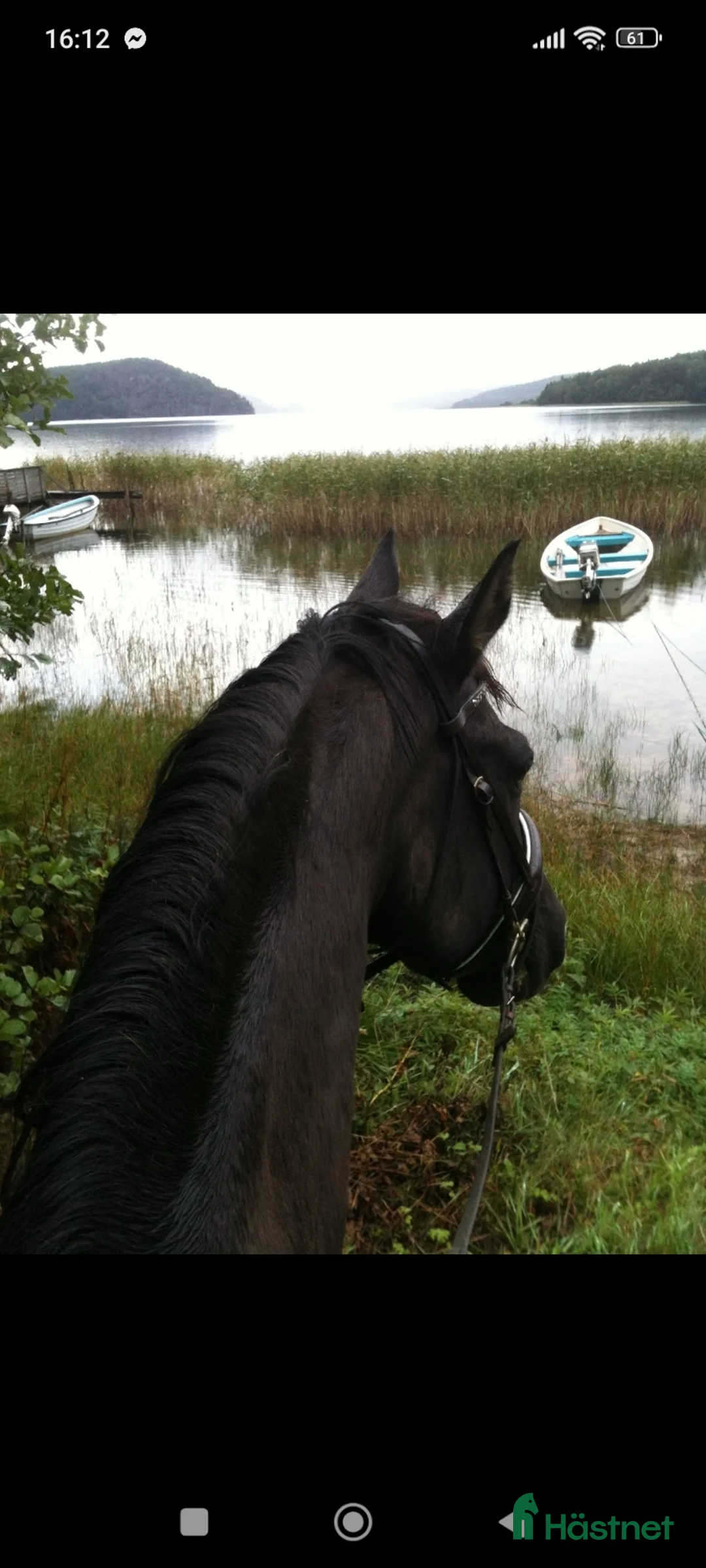 Allround hästar sökes: Livsglad Valack till skogen sökes  i Ucklum - Annons 1