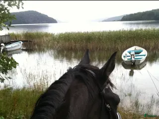 hästar Livsglad Valack till skogen sökes i Ucklum - Annons 12