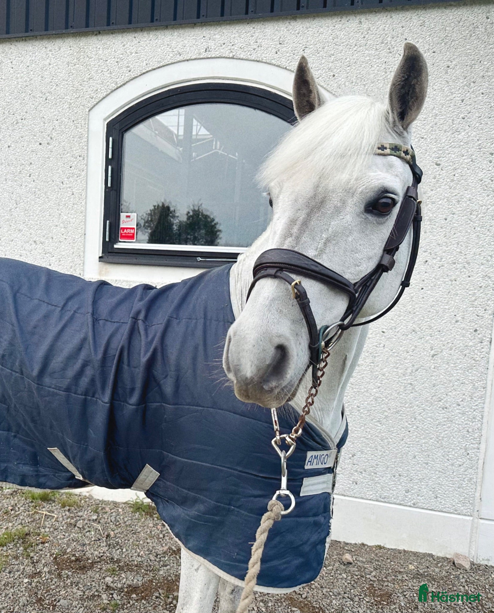  hästar Charmig kille med hjärta av guld!💙🚀 - Annons 1