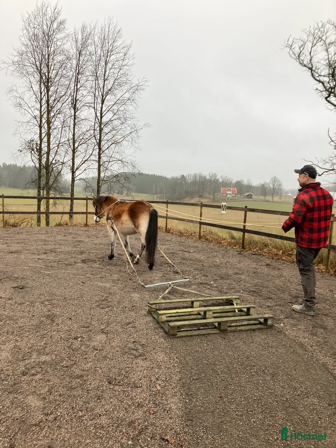 Allround hästar till salu: En stjärna är till salu  i Nykil - Annons 2