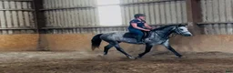 Allround hästar till salu: Connemara gelding 155cm - Annons 12