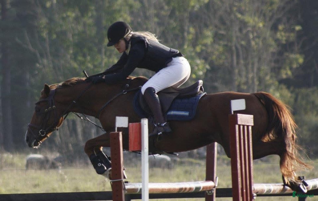 Galleribild {{count}}