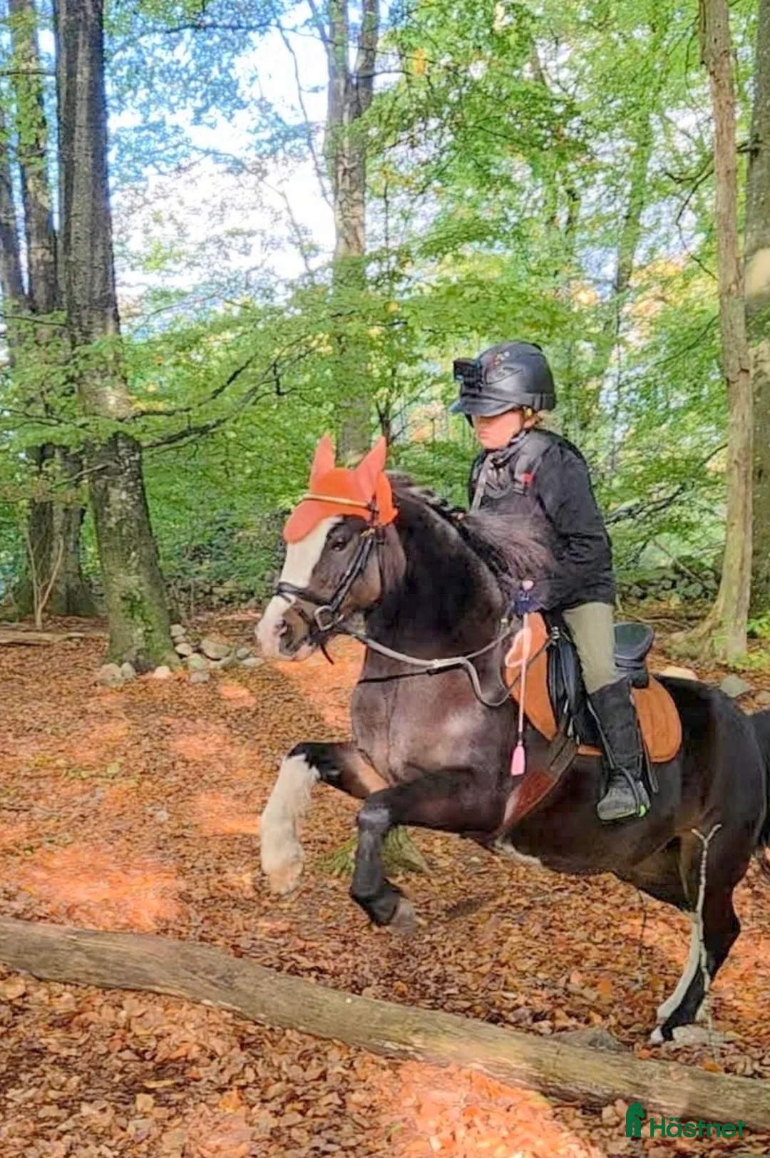 Allround hästar till salu: Allsidig barnponny - Annons 3