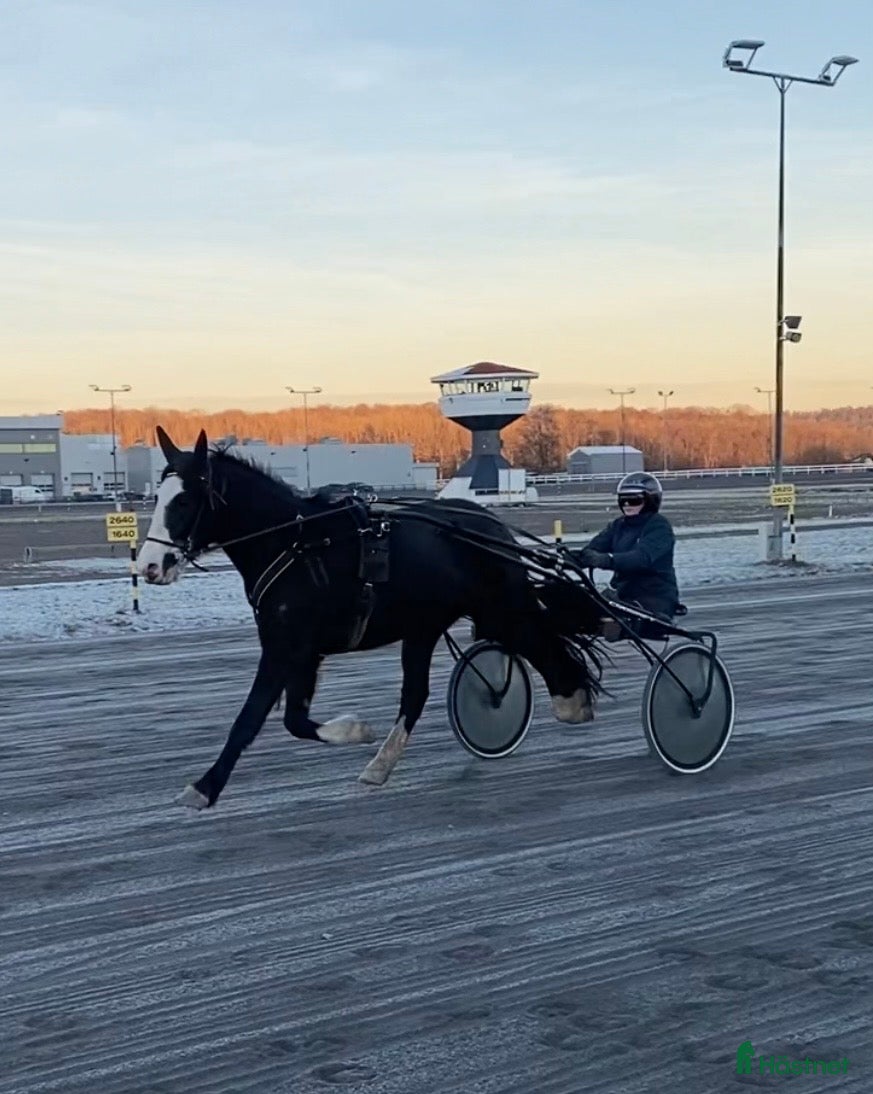  hästar Hauan Grasiøs - Annons 1