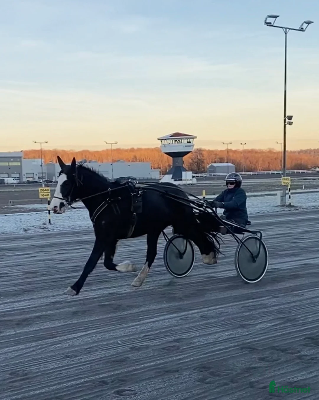 Trav hästar till salu: Hauan Grasiøs - Annons 1