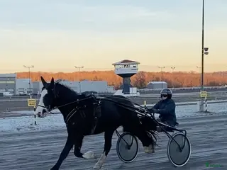 hästar Hauan Grasiøs - Annons 1