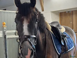 hästar *Reserverad* Otroligt söt och positiv ungponny - Annons 4
