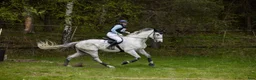 Fälttävlan hästar till salu: 8 y/o eventing horse for the future. - Annons 8