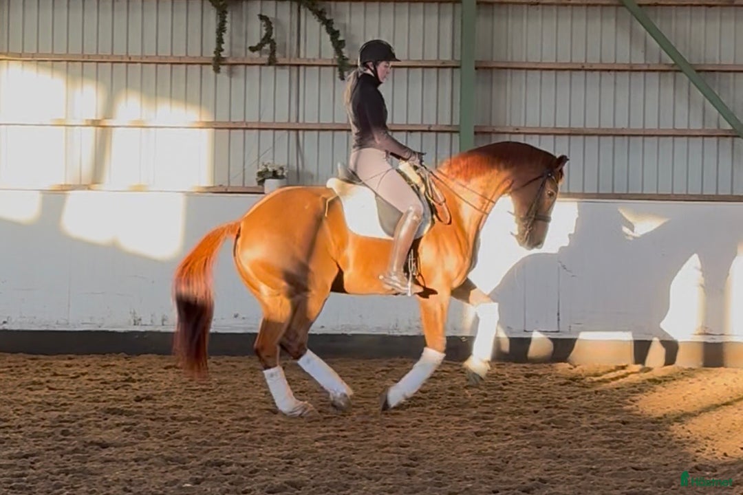 Dressyr hästar till salu: Elegant Danish Warmblood Gelding i Helsingfors - Annons 1