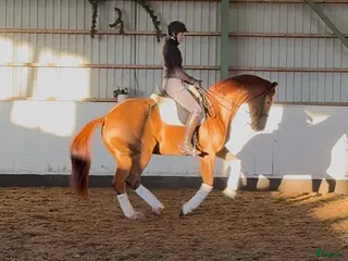 hästar Small Tour Dressage Gelding - Annons 17