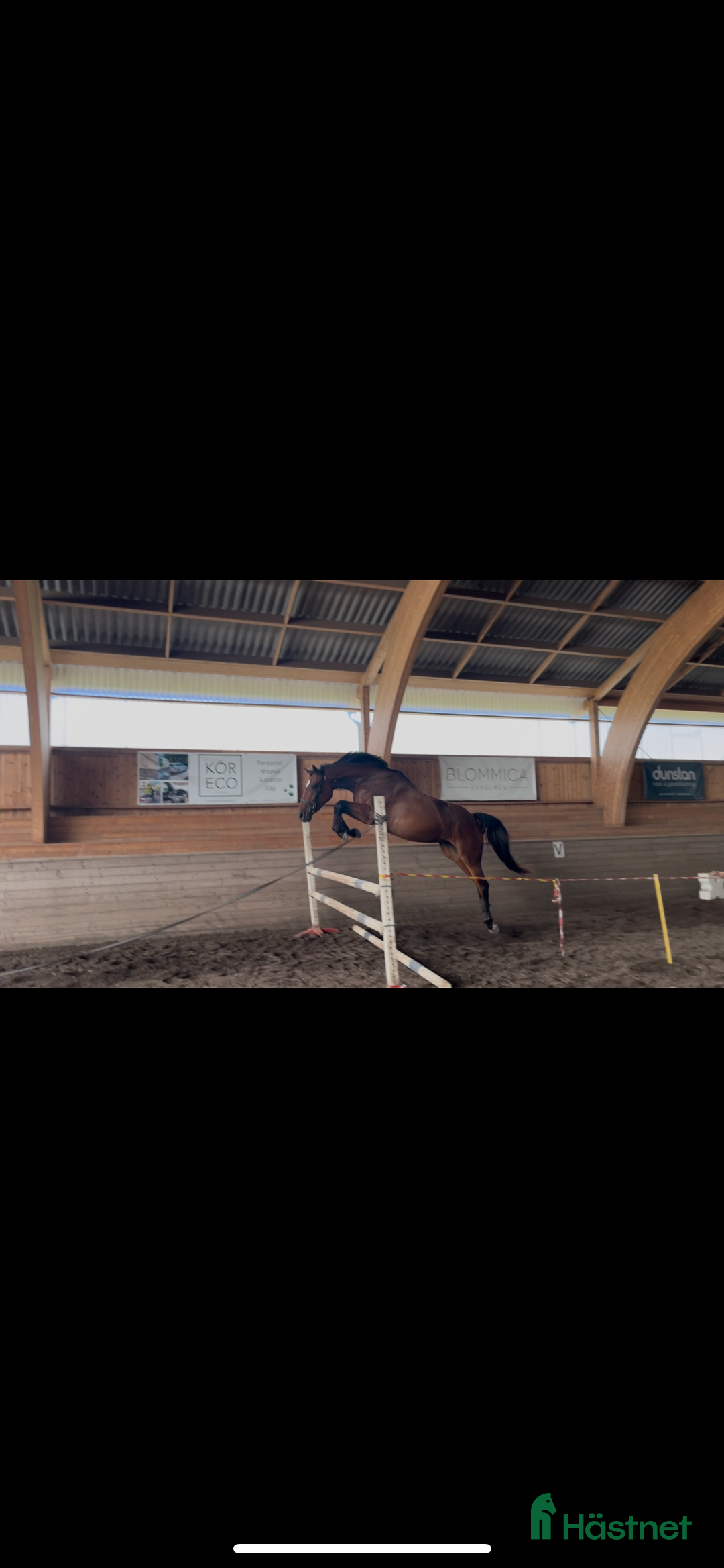 Hoppning hästar till salu: Okomplicerad 3åring för framtiden ☀️ i Linköping - Annons 1