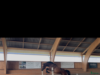 hästar Okomplicerad 3åring för framtiden ☀️ i Linköping - Annons 4